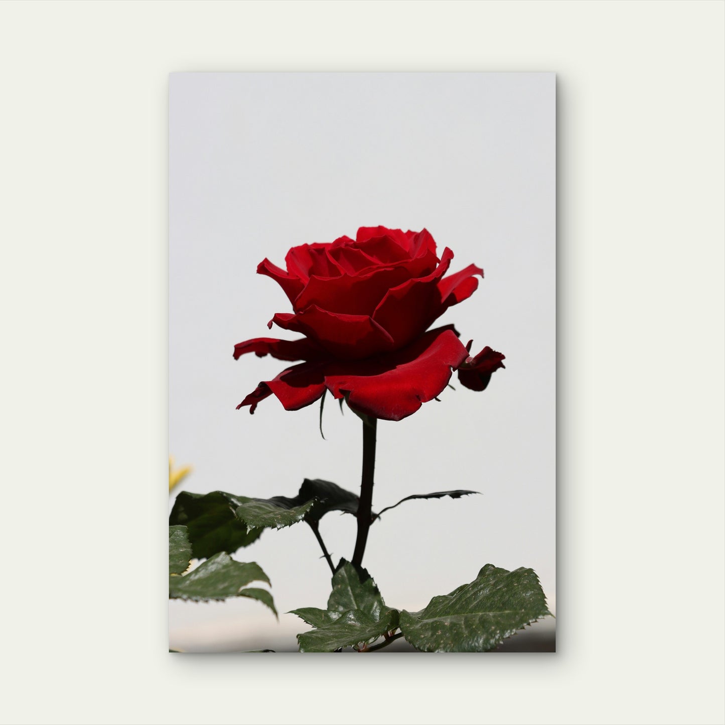 Red Rose on White Background 60x90cm Metal Print Ready to Hang