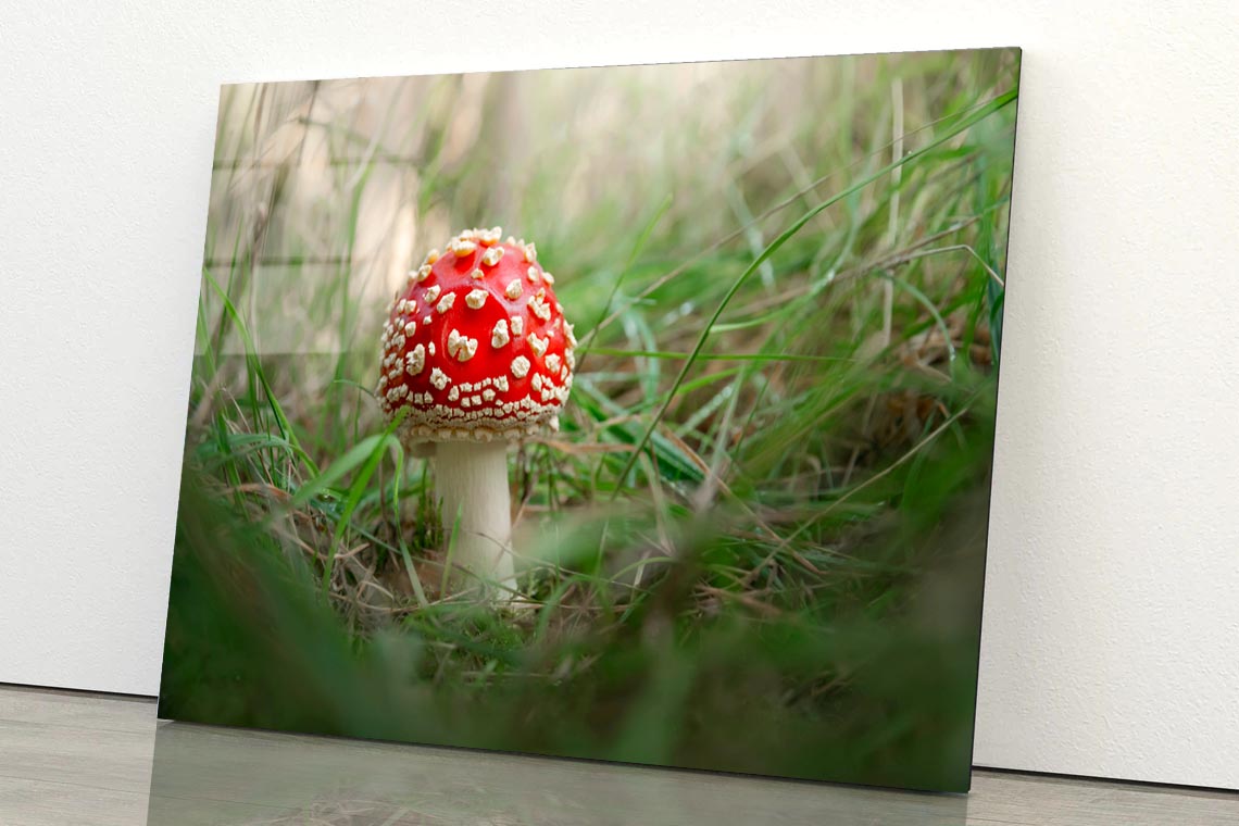 Amanita Muscaria. Close-Up Of Fly Agaric. Close-Up Of Toadstool on Grass Acrylic Glass Print Tempered Glass Wall Art 100% Made in Australia Ready to Hang