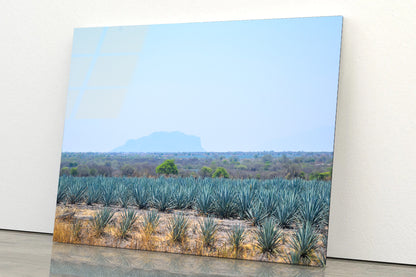 View of a Field Of Green Plants with a Mountain Acrylic Glass Print Tempered Glass Wall Art 100% Made in Australia Ready to Hang