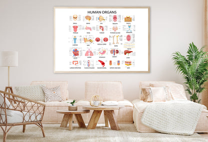 Human Body Organs Home Decor Premium Quality Poster Print Choose Your Sizes