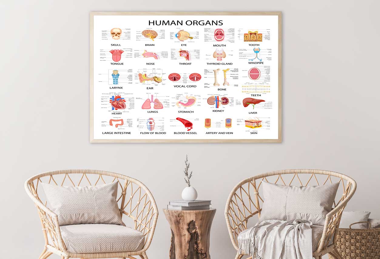 Human Body Organs Home Decor Premium Quality Poster Print Choose Your Sizes