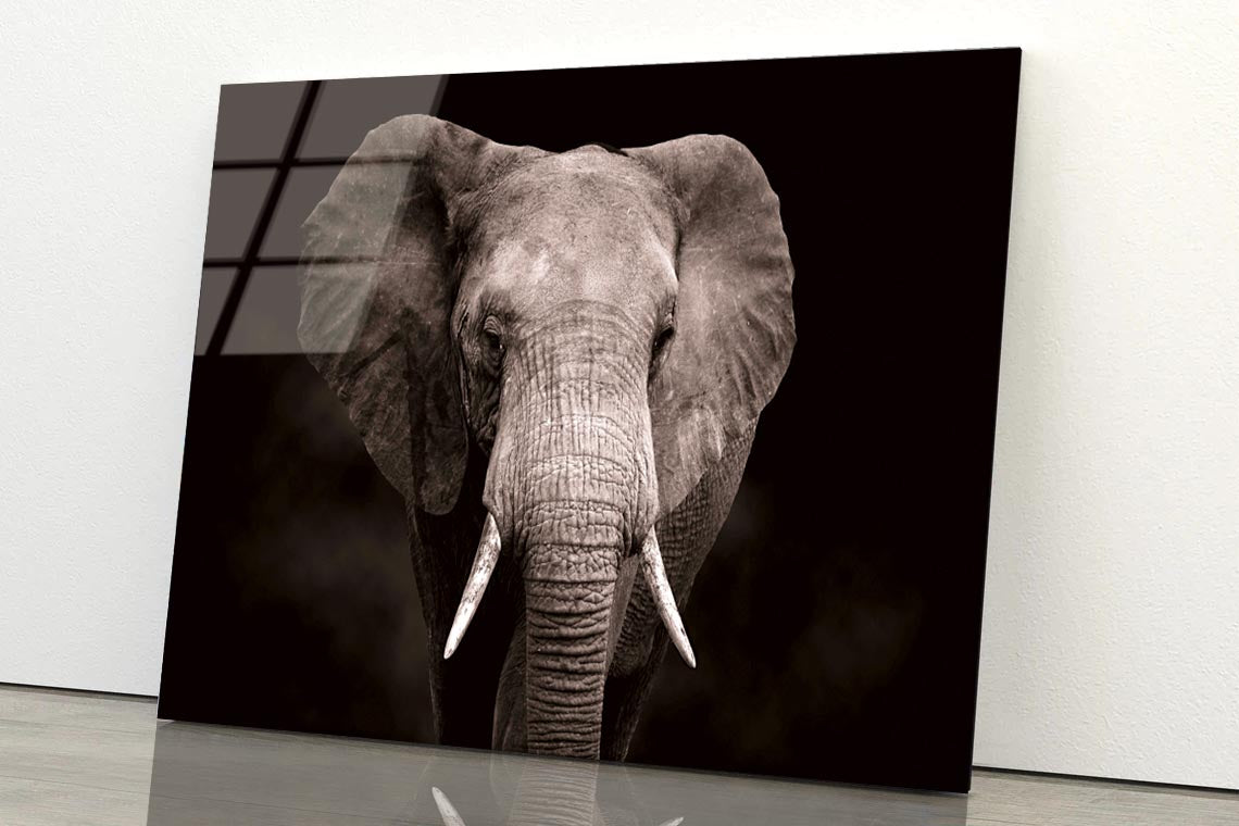 Elephant With Tusks Walking in The Dark Acrylic Glass Print Tempered Glass Wall Art 100% Made in Australia Ready to Hang