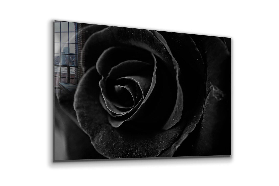 Black Rose Closeup View UV Direct Aluminum Print Australian Made Quality