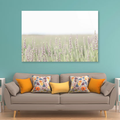 A Field Of Lavender with Grass and Plants Acrylic Glass Print Tempered Glass Wall Art 100% Made in Australia Ready to Hang