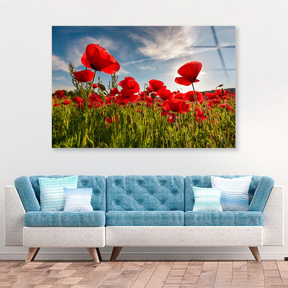 Field of Red Poppy Acrylic Glass Print Tempered Glass Wall Art 100% Made in Australia Ready to Hang