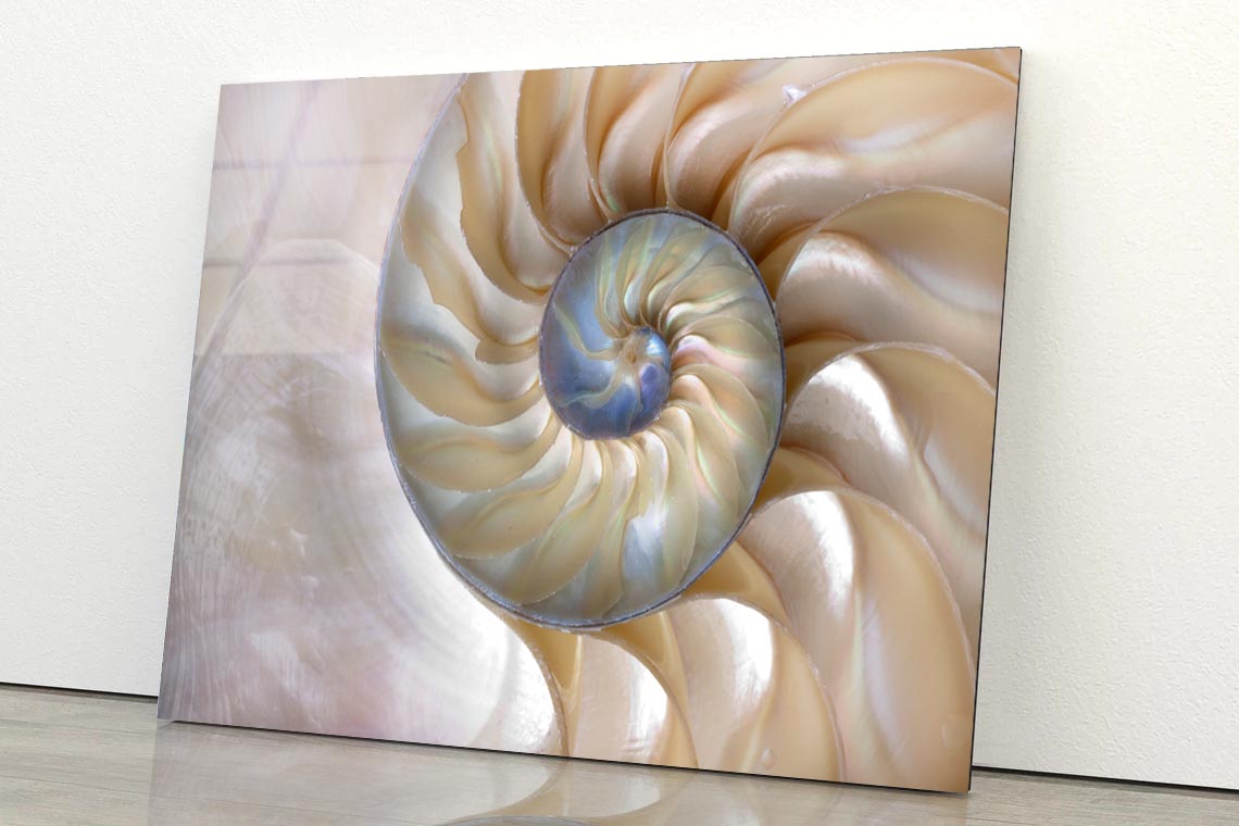 Amazing Fibonacci Pattern in A Nautilus Shell Acrylic Glass Print Tempered Glass Wall Art 100% Made in Australia Ready to Hang