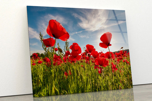 Field of Red Poppy Acrylic Glass Print Tempered Glass Wall Art 100% Made in Australia Ready to Hang