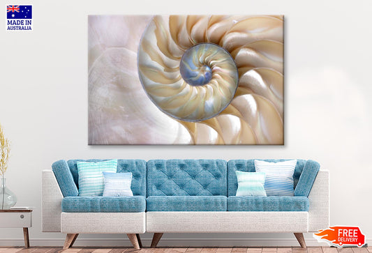 Amazing Fibonacci Pattern in A Nautilus Shell Wall Art Decor 100% Australian Made