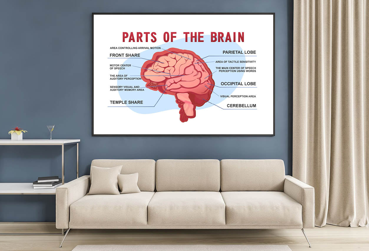 Parts Of the Brain Educational Scheme Home Decor Premium Quality Poster Print Choose Your Sizes