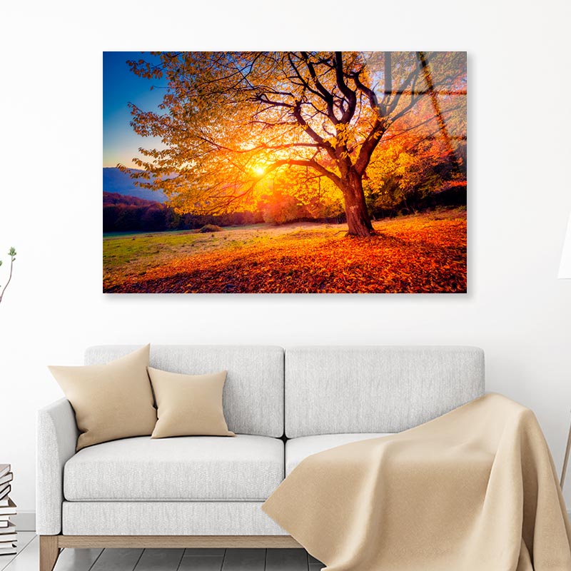 Beech Tree On a Hill Slope with Sunny Beams at Mountain Valley  Acrylic Glass Print Tempered Glass Wall Art 100% Made in Australia Ready to Hang