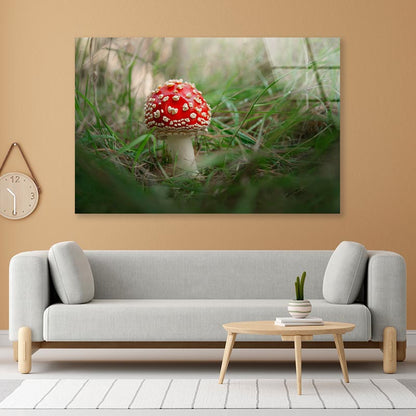 Amanita Muscaria. Close-Up Of Fly Agaric. Close-Up Of Toadstool on Grass Acrylic Glass Print Tempered Glass Wall Art 100% Made in Australia Ready to Hang