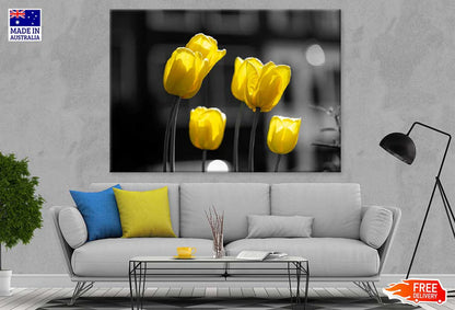 Yellow Tulip Flowers B&W View Photograph 90x60cm Print 100% Australian Made