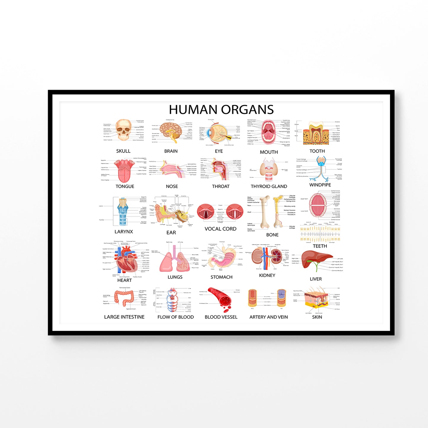 Human Body Organs Home Decor Premium Quality Poster Print Choose Your Sizes