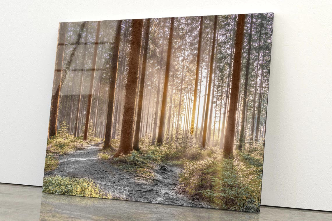 Forest With Sunrays Acrylic Glass Print Tempered Glass Wall Art 100% Made in Australia Ready to Hang