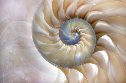 Amazing Fibonacci Pattern in A Nautilus Shell Wall Art Decor 100% Australian Made