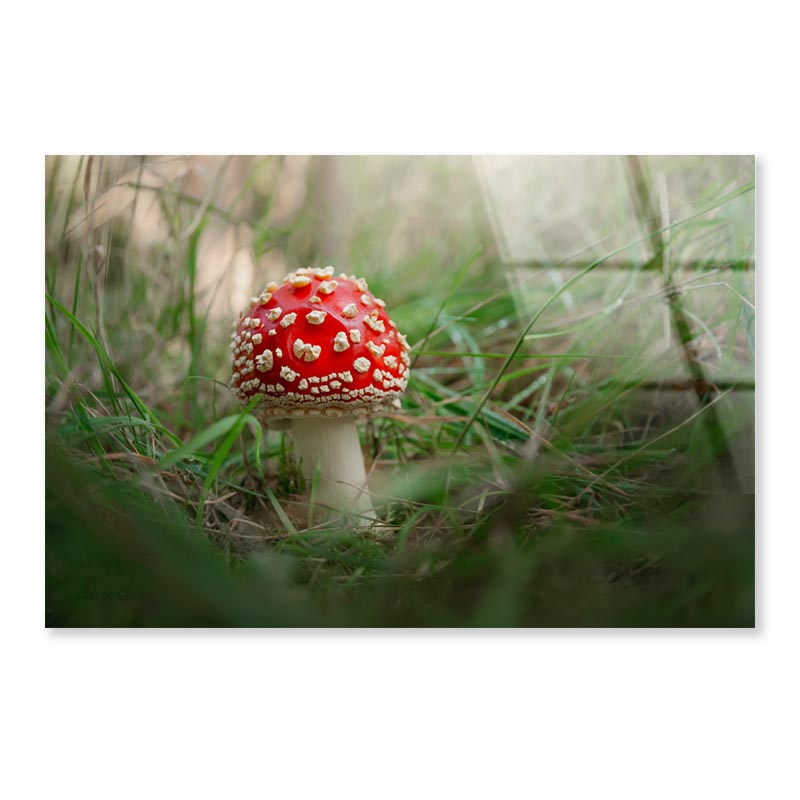 Amanita Muscaria. Close-Up Of Fly Agaric. Close-Up Of Toadstool on Grass Acrylic Glass Print Tempered Glass Wall Art 100% Made in Australia Ready to Hang