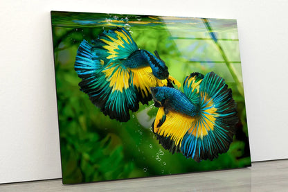 Blue & Yellow Bettas UV Direct Aluminum Print Australian Made Quality