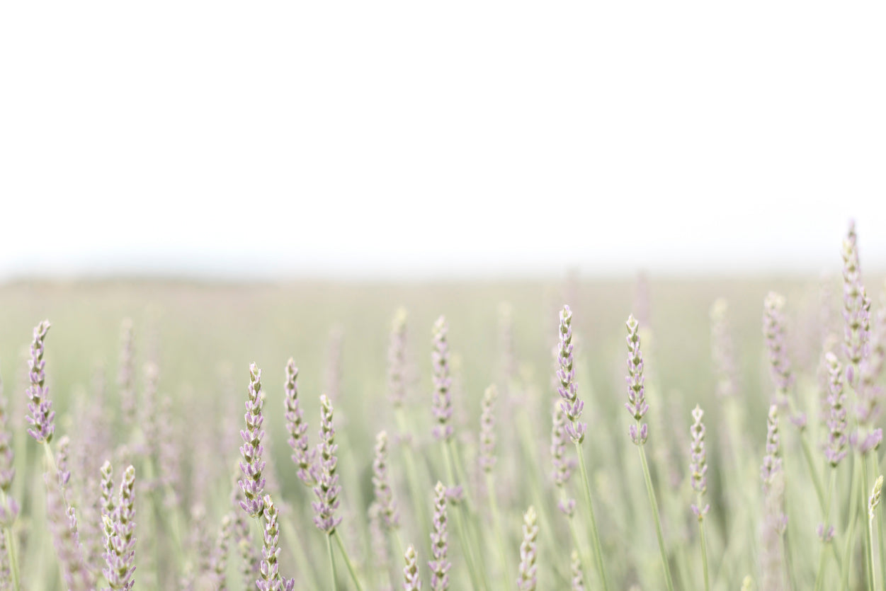 A Field Of Lavender with Grass and Plants Print 100% Australian Made