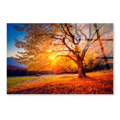 Beech Tree On a Hill Slope with Sunny Beams at Mountain Valley  Acrylic Glass Print Tempered Glass Wall Art 100% Made in Australia Ready to Hang