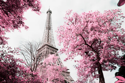 Pink Tree In Front of The Eiffel Tower Home Decor Premium Quality Poster Print Choose Your Sizes