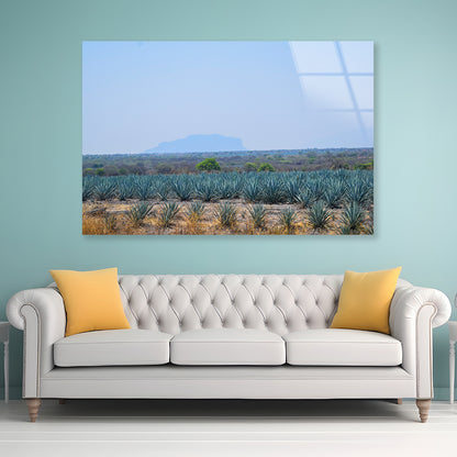 View of a Field Of Green Plants with a Mountain Acrylic Glass Print Tempered Glass Wall Art 100% Made in Australia Ready to Hang