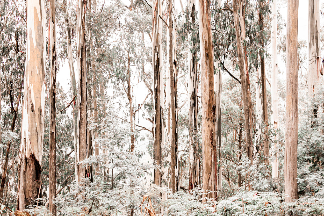 Pastel Colored Gum Tree Forest  Wall Art Decor 100% Australian Made