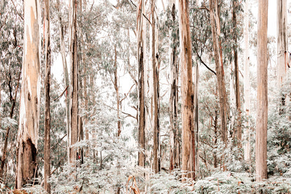 Pastel Colored Gum Tree Forest  Wall Art Decor 100% Australian Made