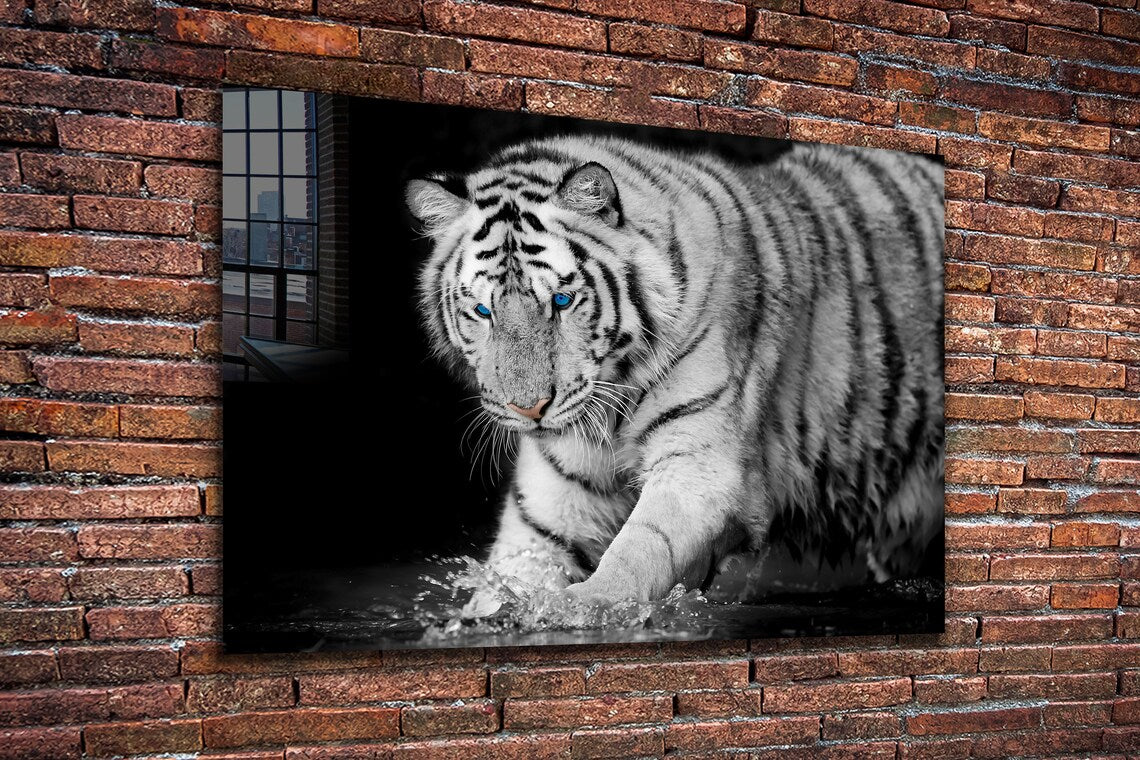 Tiger on Water B&W View UV Direct Aluminum Print Australian Made Quality