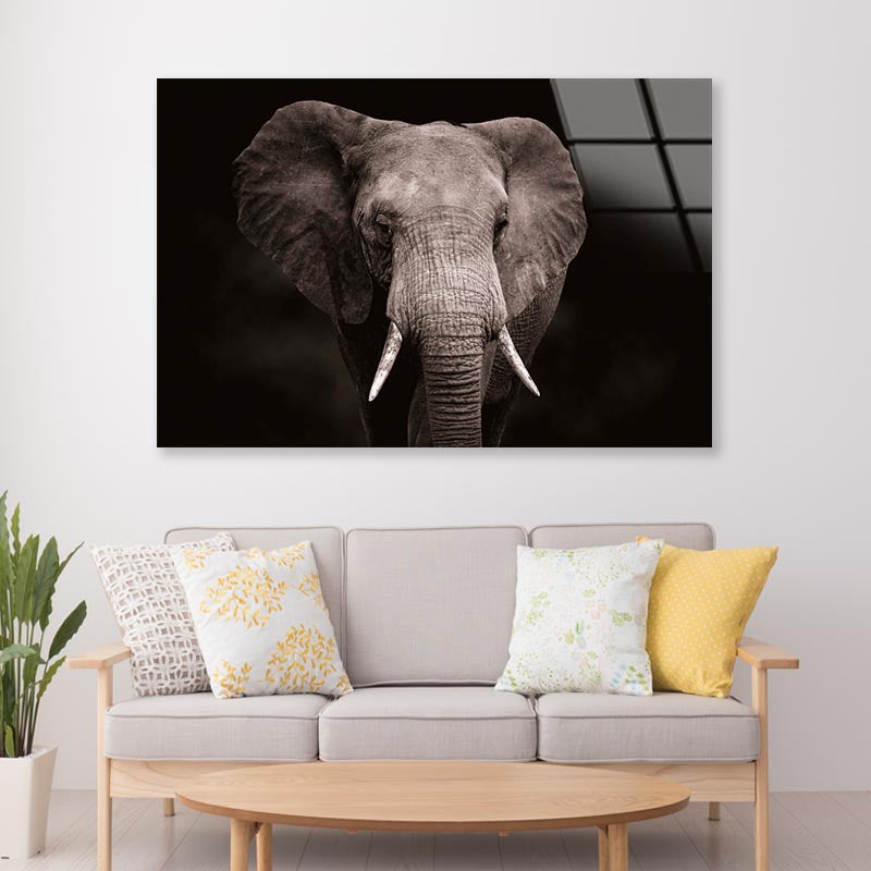 Elephant With Tusks Walking in The Dark Acrylic Glass Print Tempered Glass Wall Art 100% Made in Australia Ready to Hang