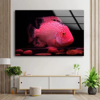 Pink Fish Closeup View UV Direct Aluminum Print Australian Made Quality