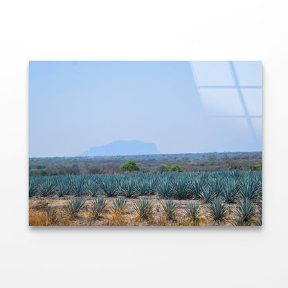 View of a Field Of Green Plants with a Mountain Acrylic Glass Print Tempered Glass Wall Art 100% Made in Australia Ready to Hang