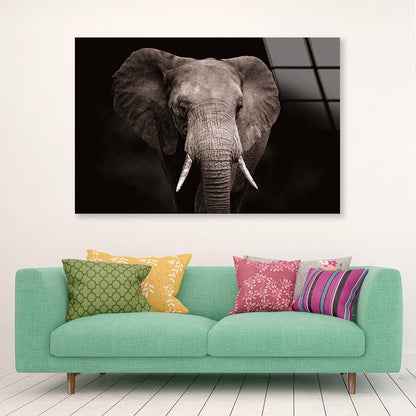 Elephant With Tusks Walking in The Dark Acrylic Glass Print Tempered Glass Wall Art 100% Made in Australia Ready to Hang