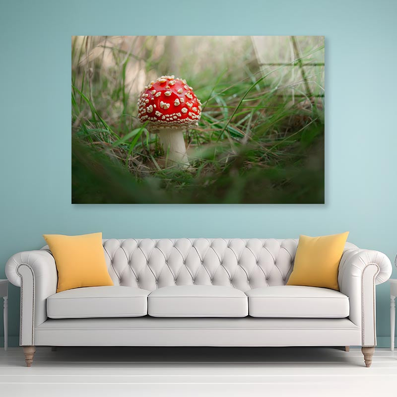 Amanita Muscaria. Close-Up Of Fly Agaric. Close-Up Of Toadstool on Grass Acrylic Glass Print Tempered Glass Wall Art 100% Made in Australia Ready to Hang