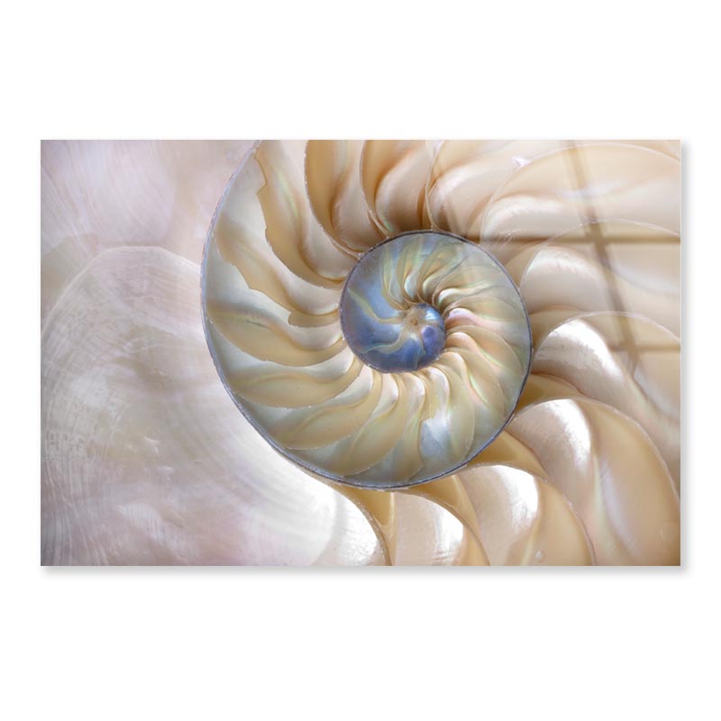 Amazing Fibonacci Pattern in A Nautilus Shell Acrylic Glass Print Tempered Glass Wall Art 100% Made in Australia Ready to Hang