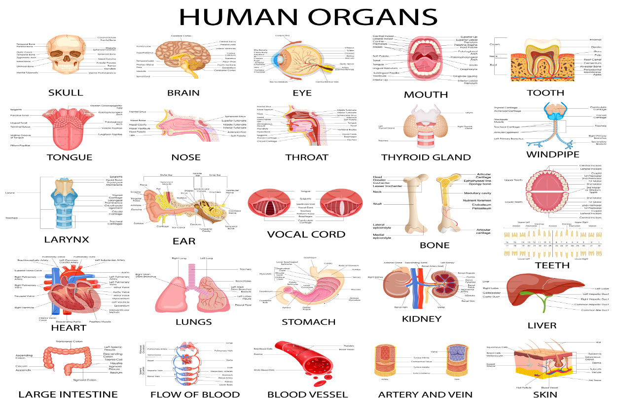 Human Body Organs Home Decor Premium Quality Poster Print Choose Your Sizes