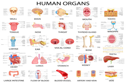 Human Body Organs Home Decor Premium Quality Poster Print Choose Your Sizes