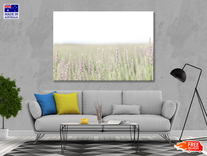 A Field Of Lavender with Grass and Plants Print 100% Australian Made