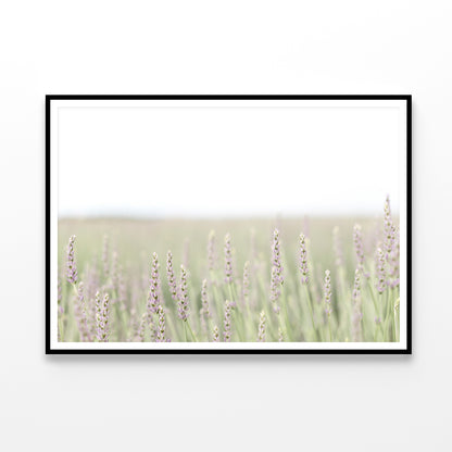 A Field Of Lavender with Grass and Plants Home Decor Premium Quality Poster Print Choose Your Sizes