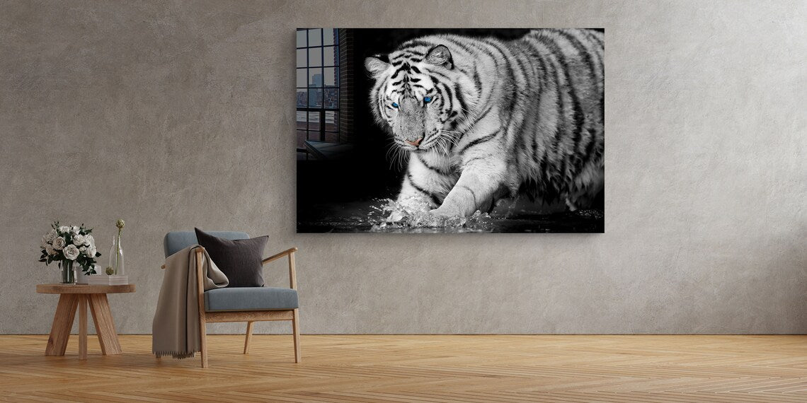 Tiger on Water B&W View UV Direct Aluminum Print Australian Made Quality