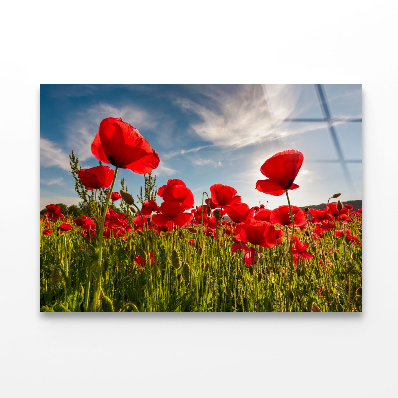 Field of Red Poppy Acrylic Glass Print Tempered Glass Wall Art 100% Made in Australia Ready to Hang