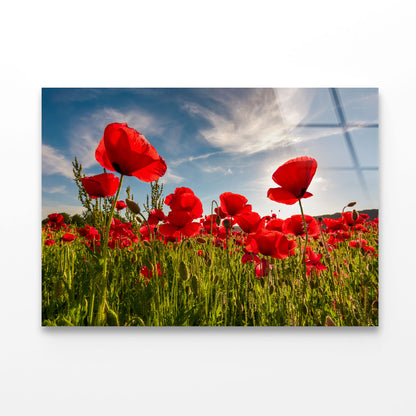 Field of Red Poppy Acrylic Glass Print Tempered Glass Wall Art 100% Made in Australia Ready to Hang