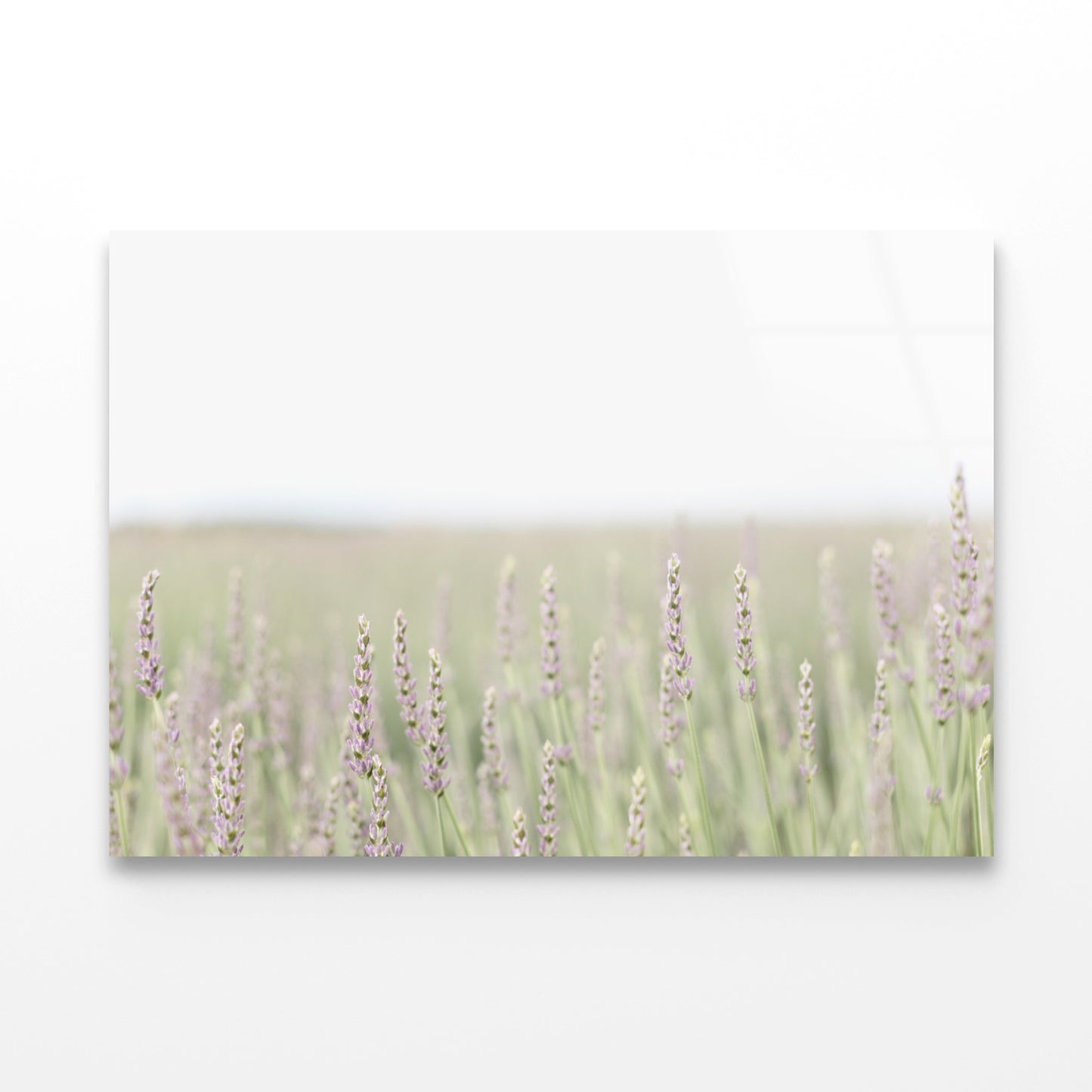 A Field Of Lavender with Grass and Plants Acrylic Glass Print Tempered Glass Wall Art 100% Made in Australia Ready to Hang