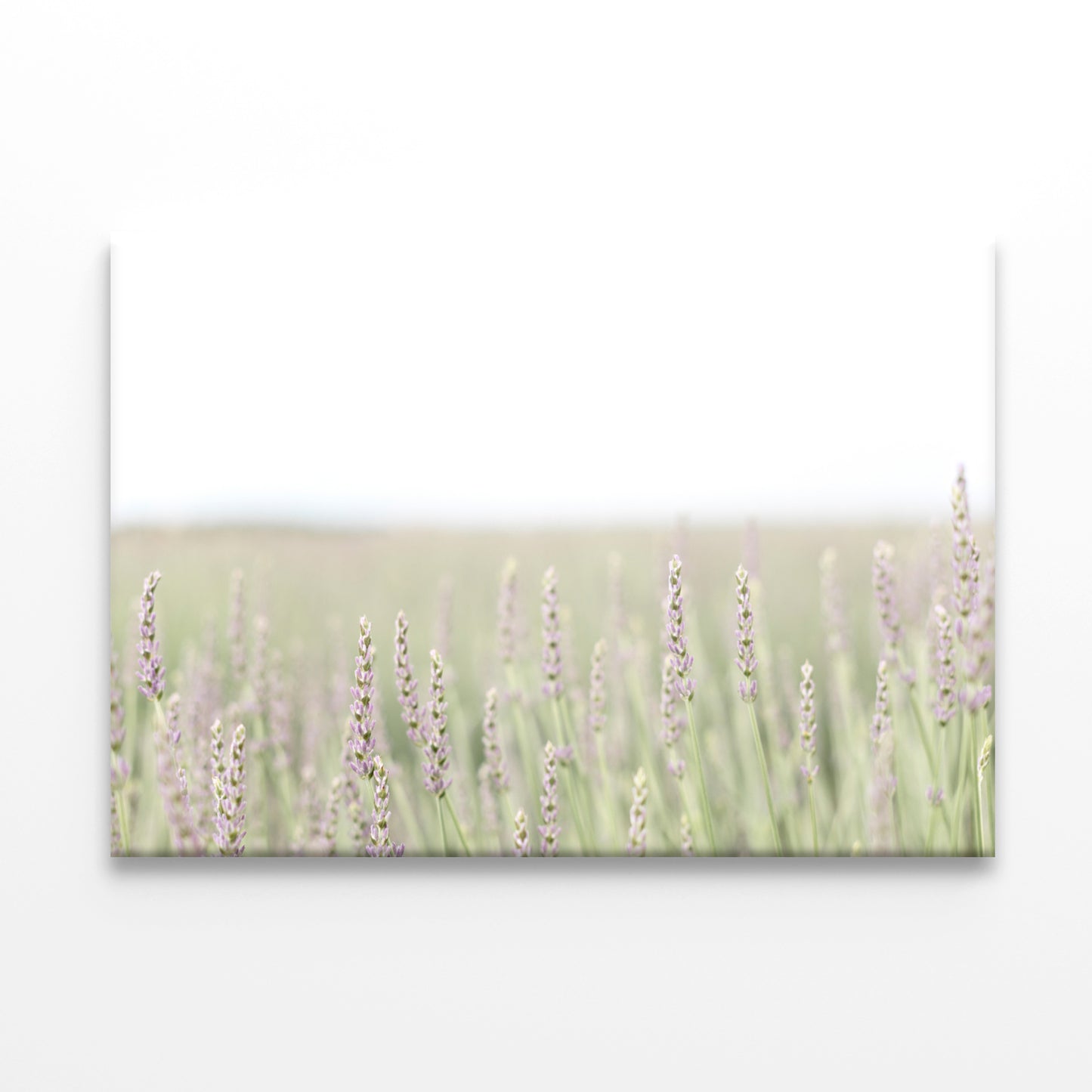 A Field Of Lavender with Grass and Plants Print 100% Australian Made