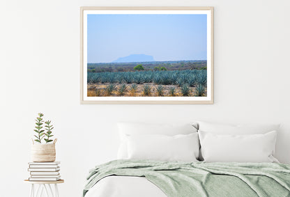 View of a Field Of Green Plants with a Mountain Home Decor Premium Quality Poster Print Choose Your Sizes