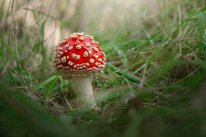 Amanita Muscaria. Close-Up Of Fly Agaric. Close-Up Of Toadstool on Grass Acrylic Glass Print Tempered Glass Wall Art 100% Made in Australia Ready to Hang