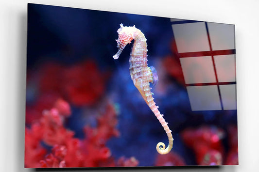 Seahorse In Water Acrylic Glass Print Tempered Glass Wall Art 100% Made in Australia Ready to Hang