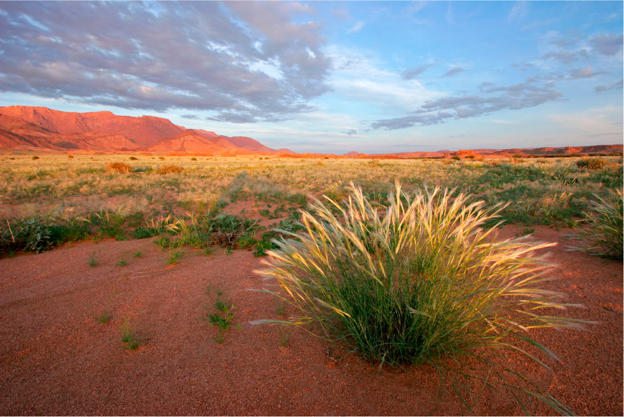 Grassland Landscape with Mountains Home Decor Premium Quality Poster Print Choose Your Sizes