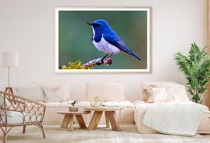 Ultramarine Flycatcher Cute Blue Bird Perching on Top Mossy Home Decor Premium Quality Poster Print Choose Your Sizes