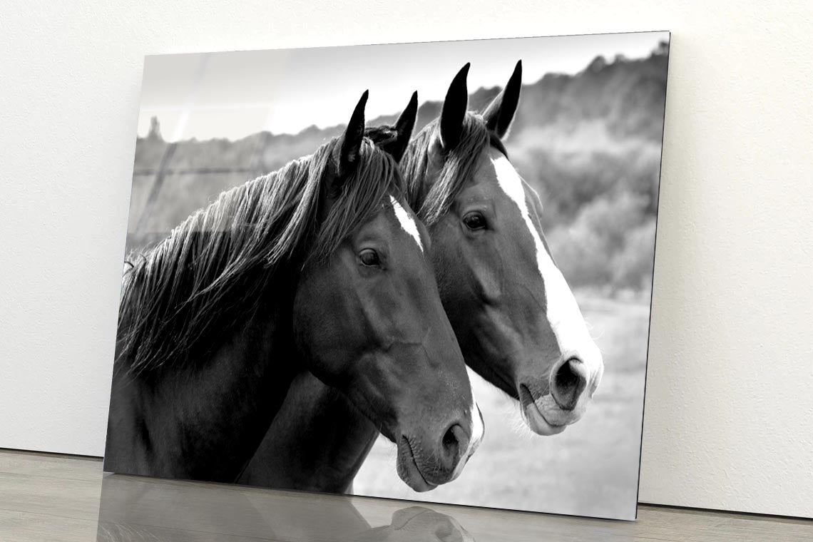 Two Horses in A Meadow Acrylic Glass Print Tempered Glass Wall Art 100% Made in Australia Ready to Hang