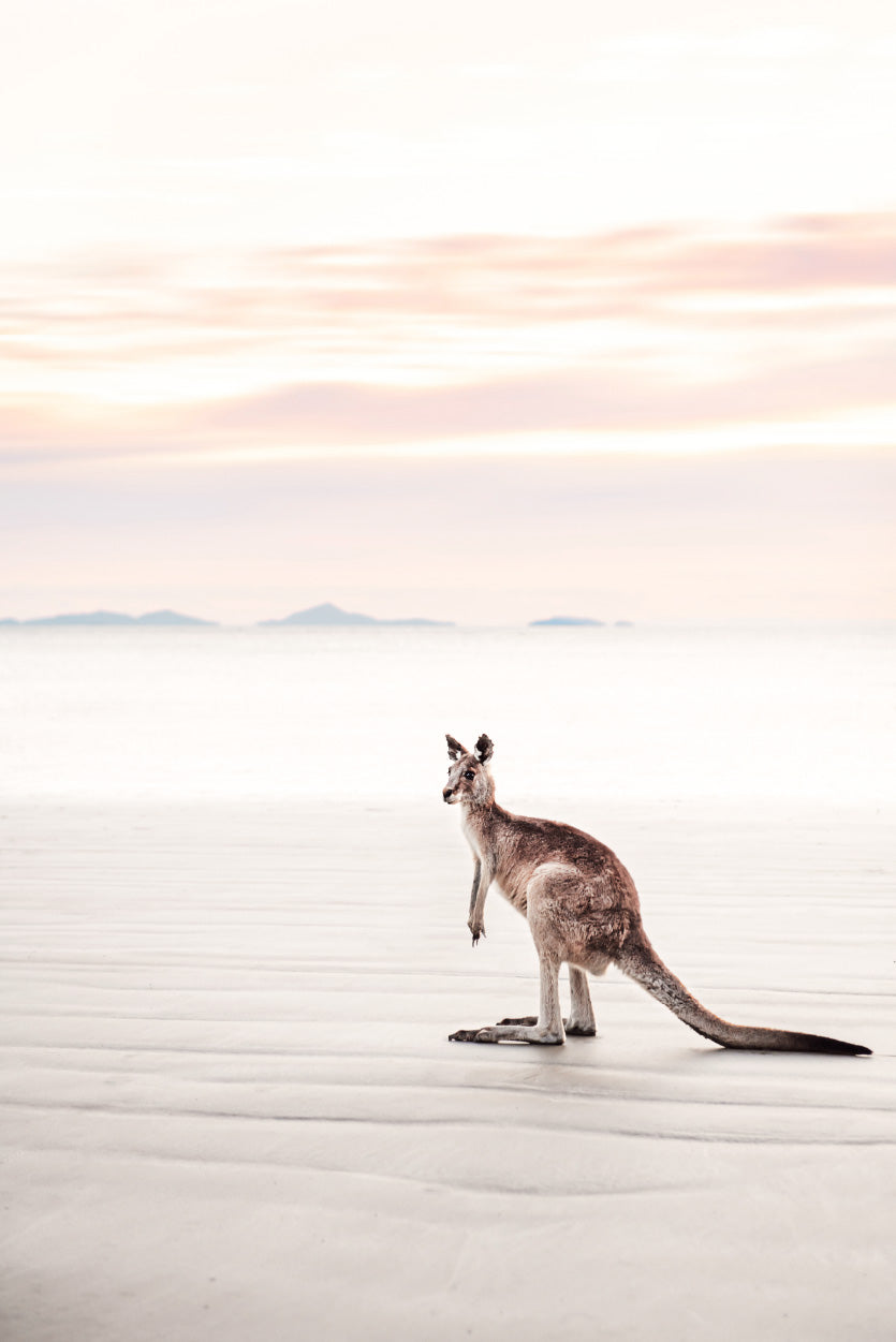 Kangaroo near Sea Faded Photograph Glass Framed Wall Art, Ready to Hang Quality Print